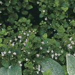 lila Trädgårdsblommor Mindre Calamint, Calamintha Fil