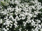 white Sneezewort, Sneezeweed, Brideflower, Achillea ptarmica Photo