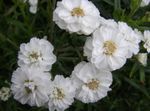 blanco Flores de jardín Sneezewort, Sneezeweed, Brideflower, Achillea ptarmica Foto