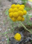 mynd Gulur Ageratum, Gullna Ageratum, Daisy Afríku lýsing