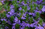 blau Fee Fan Blume, Scaevola aemula Foto