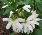 weiß Fee Fan Blume, Scaevola aemula Foto