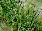 weiß Gartenblumen Wasserbanane, Alisma plantago-aquatica Foto