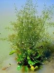 blanc les fleurs du jardin Plantain D'eau, Alisma plantago-aquatica Photo