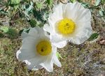 white Garden Flowers Argemona Photo