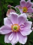 Foto Japanische Anemone Beschreibung