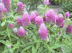 Photo Red Feathered Clover, Ornamental Clover, Red Trefoil description