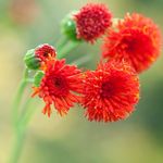 dearg Bláth Tassel, Flóra Ar Paintbrush, Emilia coccinea, Emilia javanica, Cacalia coccinea Photo