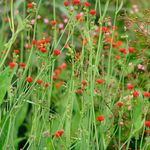 rot Quaste Blume, Flora Der Pinsel, Emilia coccinea, Emilia javanica, Cacalia coccinea Foto