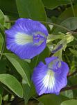 blue Garden Flowers Butterfly Pea, Clitoria ternatea Photo