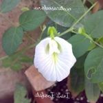 white Garden Flowers Butterfly Pea, Clitoria ternatea Photo