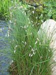 weiß Gartenblumen Wollgras, Eriophorum Foto