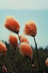 Photo Cotton Grass description