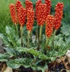 Arum Italicum