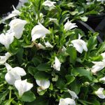 blanc les fleurs du jardin Mazus, Mazus reptans Photo