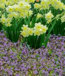 lilac Garden Flowers Mazus, Mazus reptans Photo