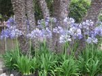 azzurro I fiori da giardino Giglio Del Nilo, Giglio Africano, Agapanthus africanus foto