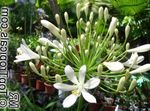 bianco I fiori da giardino Giglio Del Nilo, Giglio Africano, Agapanthus africanus foto