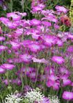 lila Flores de jardín Berberecho De Maíz, Agrostemma githago Foto