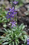 bleu les fleurs du jardin Asyneuma Photo