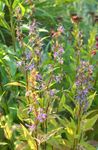 bleu les fleurs du jardin Asyneuma Photo