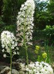 bianco I fiori da giardino Volare Veleno, Amianthium muscaetoxicum foto