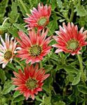 rot Gartenblumen Kapgänseblümchen, Monarch Der Steppe, Arctotis Foto