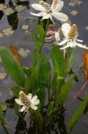 wit Tuin Bloemen Yerba Mansa, Valse Anemoon, Hagedis Staart, Anemopsis californica foto