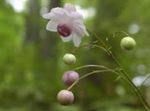 Foto Falsche Anemone Beschreibung