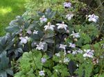 紫丁香 园林花卉 假海葵, Anemonopsis macrophylla 照