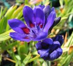 blå Bavian Blomst, Babiana, Gladiolus strictus, Ixia plicata Foto