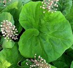 weiß Gartenblumen Pestwurz, Petasites Foto