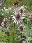 lilas les fleurs du jardin Berkheya Violet, Berkheya purpurea Photo