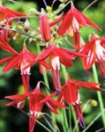 orange Garden Flowers Coral Drops, Bessera elegans Photo