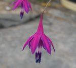 pourpre les fleurs du jardin Gouttes De Corail, Bessera elegans Photo