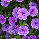 flieder Gartenblumen Calibrachoa, Millionen Glocken Foto