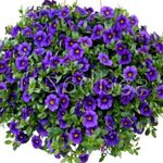 blu I fiori da giardino Calibrachoa, Milioni Di Campane foto