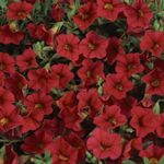 rouge les fleurs du jardin Calibrachoa, Million Bells Photo