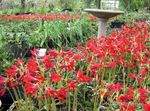 rot Gartenblumen Oxblood Lilie, Lilie Schulhaus, Rhodophiala Foto