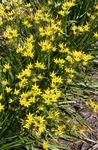 jaune les fleurs du jardin Fausse L'ail, Nothoscordum Photo