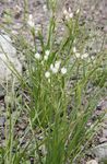 blanc les fleurs du jardin Fausse L'ail, Nothoscordum Photo