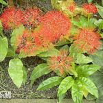 Photo Torch Lily, Blood Lily, Paintbrush Lily, Football Lily, Powderpuff Lily, Fireball Lily description