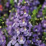 Serena Angelonia, Snapdragon Verano