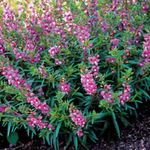 lilas les fleurs du jardin Angelonia Serena, Snapdragon D'été, Angelonia angustifolia Photo