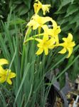 Photo Peruvian Daffodil, Perfumed Fairy Lily, Delicate Lily description