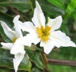 white Garden Flowers Glory Of The Sun, Leucocoryne Photo