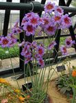 lilac Garden Flowers Glory Of The Sun, Leucocoryne Photo