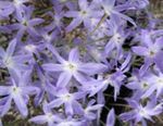 bleu ciel les fleurs du jardin Gloire Du Soleil, Leucocoryne Photo