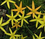 amarillo Flor De Pavo Real Pintado, Estrellas De Pavo Real, Spiloxene Foto