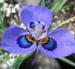 Moraea 